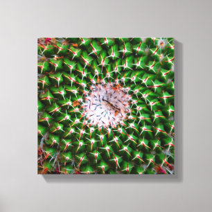 Lienzo Cactus Spiral