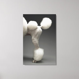 Lienzo Caderas del caniche, en fondo gris