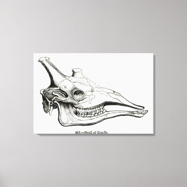 Lienzo Calavera de una jirafa (Anverso)