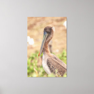Lienzo California Brown Pelican