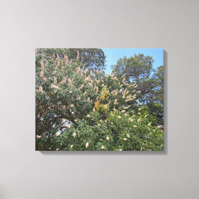 Lienzo California Buckeye (Anverso)