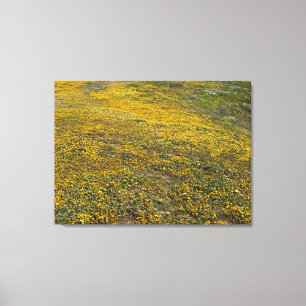 Lienzo California Goldfields