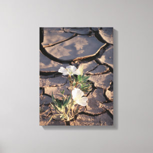 Lienzo California, Parque Estatal del Desierto de Anza Bo