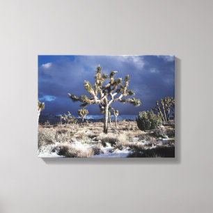 Lienzo California, Parque Nacional Joshua Tree