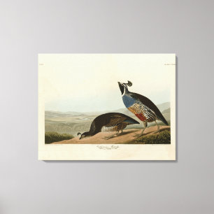 Lienzo California Partridge - Los pájaros de los Estados 