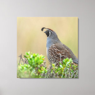 Lienzo California Quail