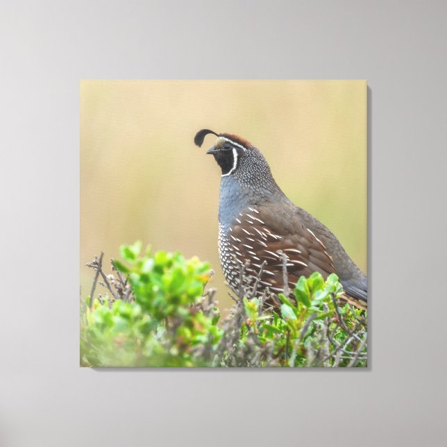 Lienzo California Quail (Anverso)