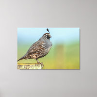 California Quail