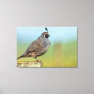 Lienzo California Quail