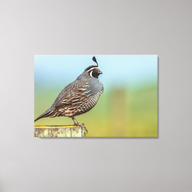 Lienzo California Quail (Anverso)