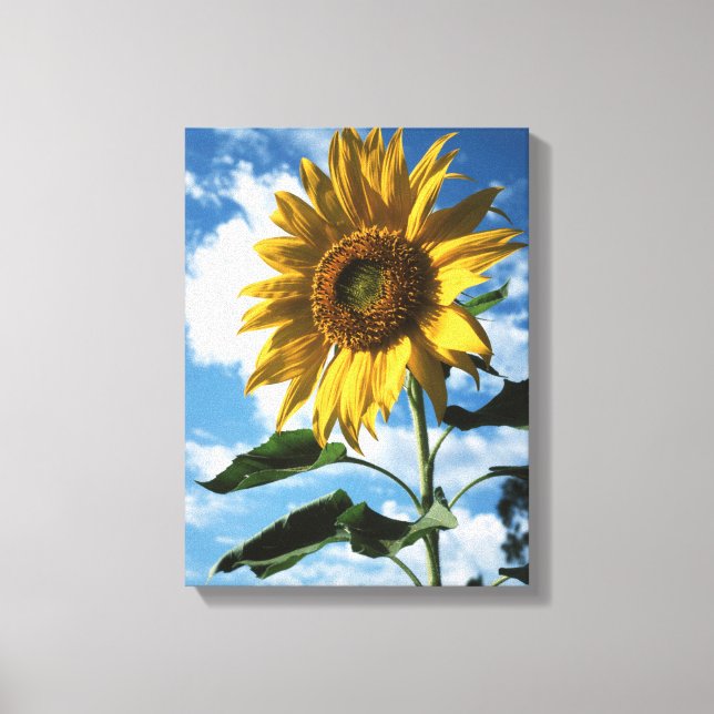 Lienzo California, un girasol mamut (Helianthus) 2 (Anverso)