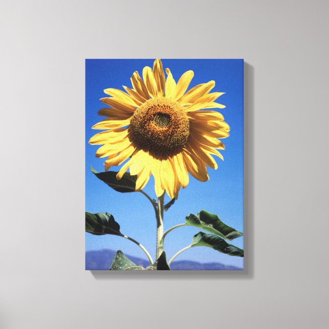 Lienzo California, un girasol mamut (Helianthus) 3 (Anverso)