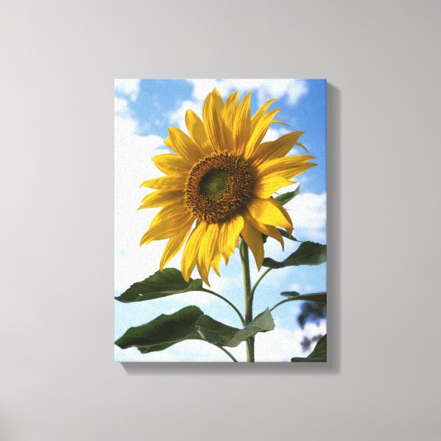 Lienzo California, un girasol mamut (Helianthus) 4 (Anverso)