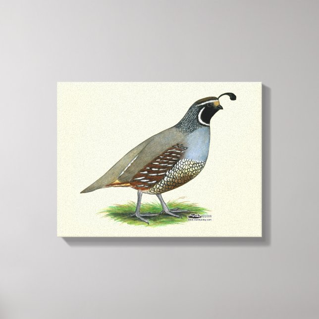 Lienzo California Valley Quail (Anverso)