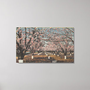 Lienzo CaliforniaBlossom que florece en árboles