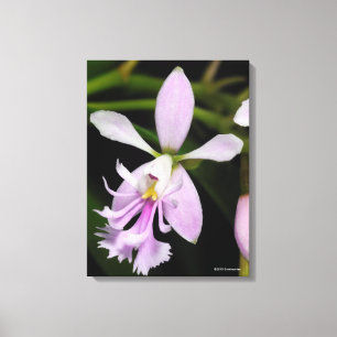 Lienzo Caligarium del Epidendrum