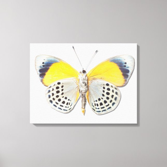 Lienzo Calithea davisi (Anverso)