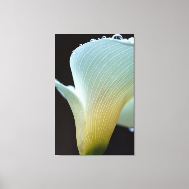 Lienzo Calla Lily (Anverso)