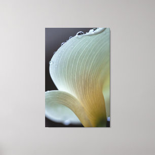 Lienzo Calla Lily