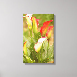 Lienzo Calla Lily Canvas