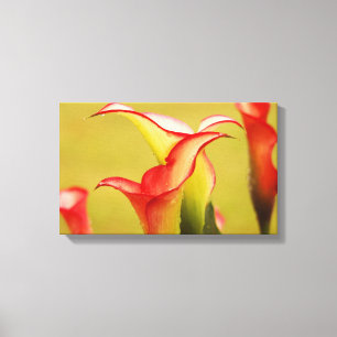 Lienzo Calla Lily Wall Art