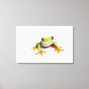 Lienzo Callidryas de Agalychnis en el fondo blanco