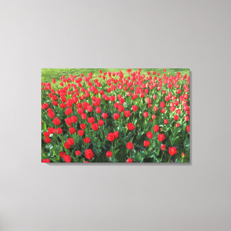 Lienzo Cama de Tulipanes Rojos 01