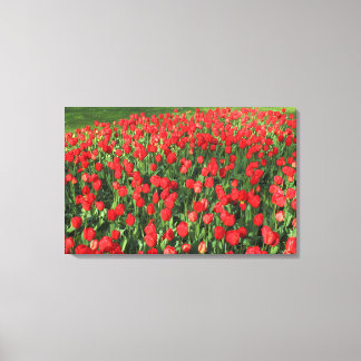 Lienzo Cama de Tulipanes Rojos 02