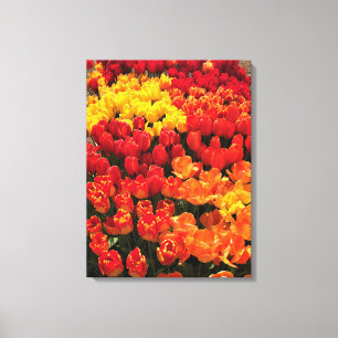 Lienzo Cama Sunset Tulip Garden, Oregón