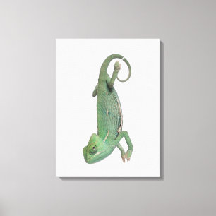 Lienzo Camaleón velado joven, calyptratus del Chamaeleo