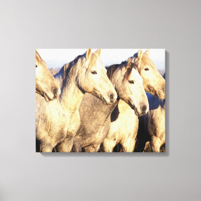 Lienzo Camargue Horses (Eguus caballus) (Anverso)