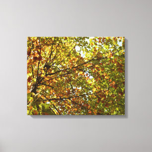 Lienzo Cambiante color de otoño verde y dorado del arce