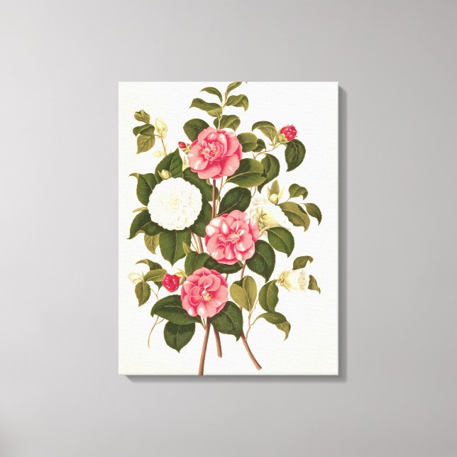 Lienzo Camellia de "A Monograph on the Genus" (Anverso)