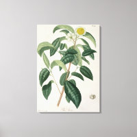 Camellia Thea de 'Phytographie Medicale' de José