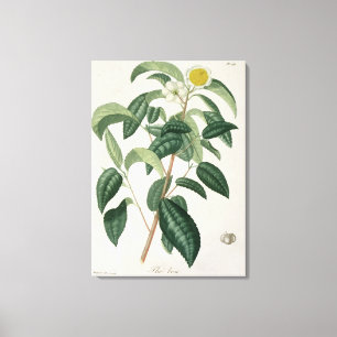 Lienzo Camellia Thea de 'Phytographie Medicale' de José