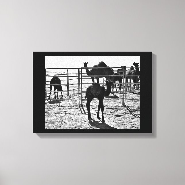 Lienzo Camello elegante (Anverso)