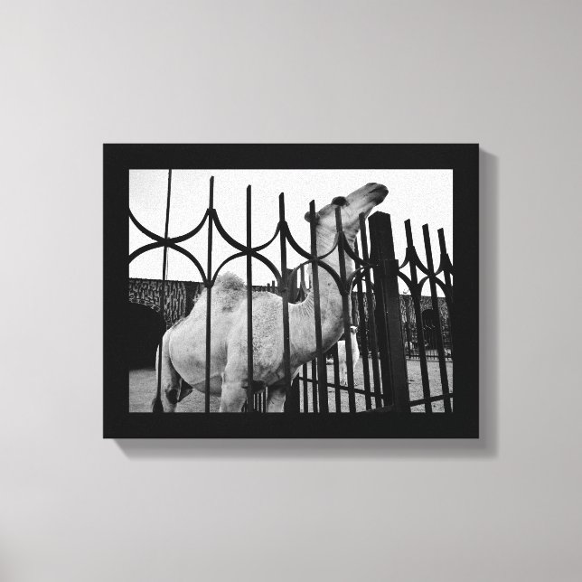 Lienzo Camello estratégico (Anverso)