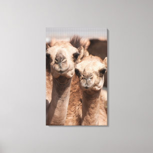 Lienzo Camellos en el mercado de camellos en Al Ain cerca