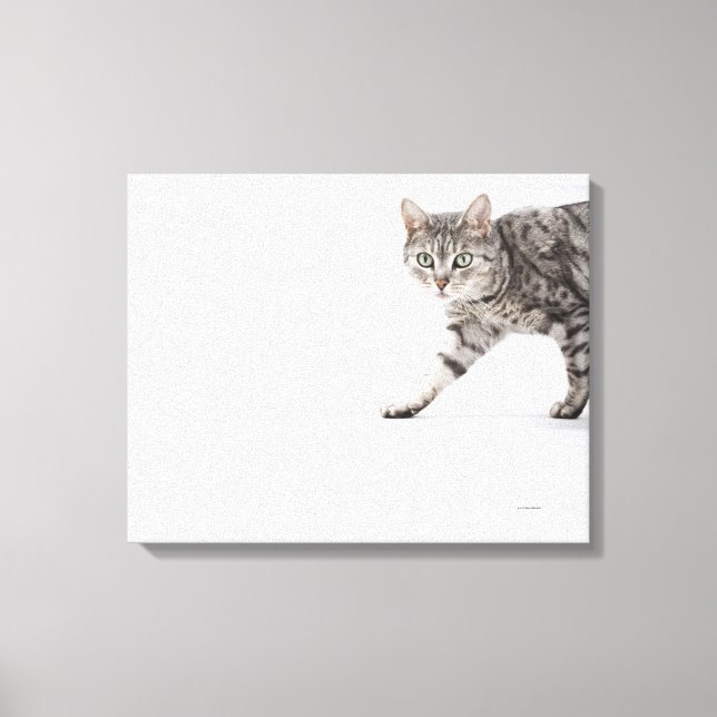 Lienzo Camino de gato (Anverso)