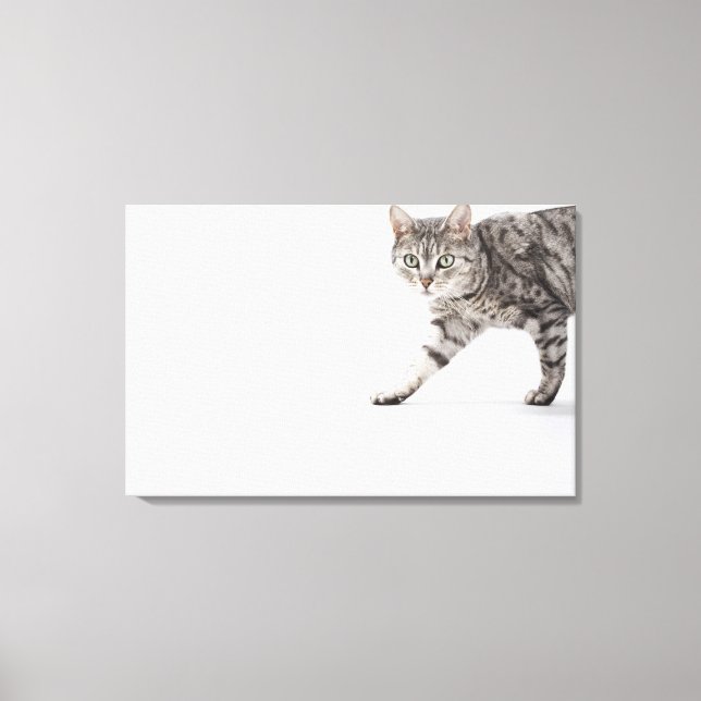 Lienzo Camino de gato (Anverso)