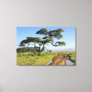 Lienzo Camino de tierra primitivo y árbol de acacia, Lago