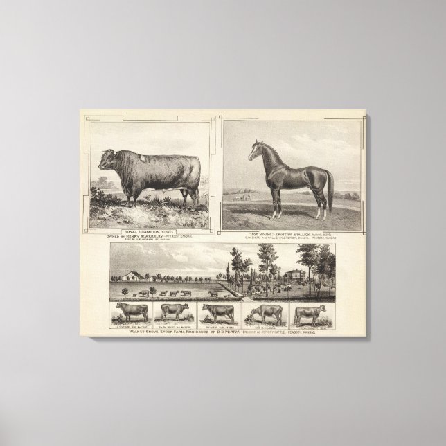 Lienzo Campeón Real, Joe Young, Kansas (Anverso)