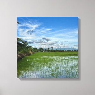Lienzo Campo de arroz bajo un cielo azul brillante
