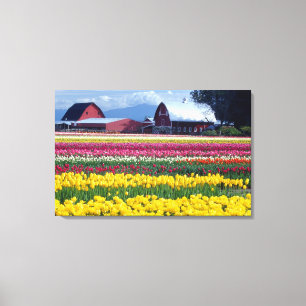 Lienzo Campo de exhibición de tulipanes
