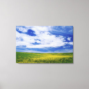 Lienzo Campo de flores de canola o mostaza, Palouse