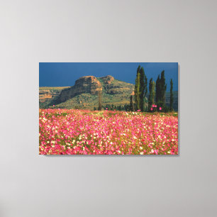 Lienzo Campo de flores de Cosmos, Distrito de Fouriesburg