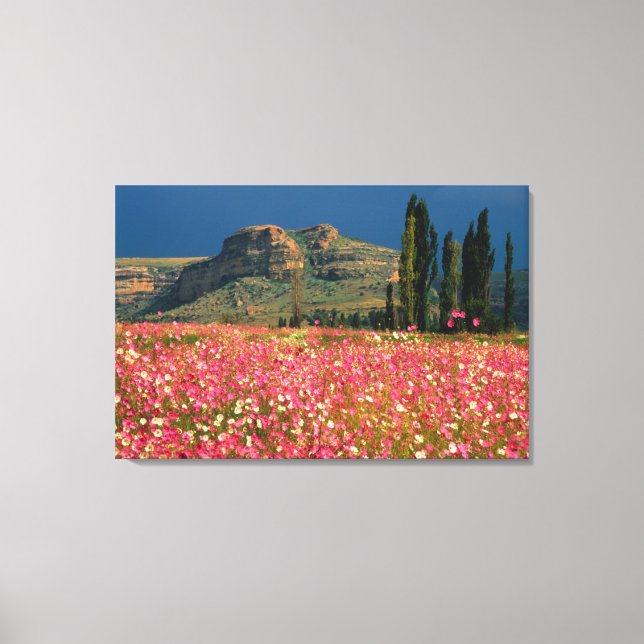 Lienzo Campo de flores de Cosmos, Distrito de Fouriesburg (Anverso)