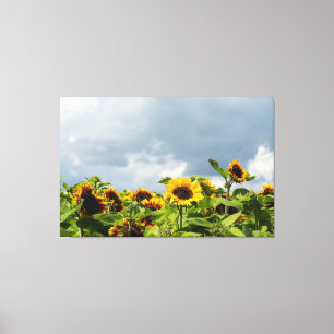 Lienzo Campo de Girasoles