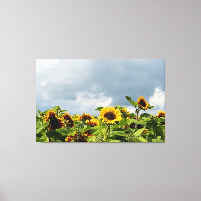 Lienzo Campo de Girasoles (Anverso)