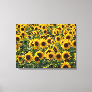 Lienzo Campo de girasoles de verano